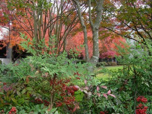 photo of red berries growing in the wild