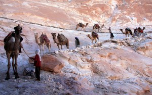 photo of a camel train descending a slope