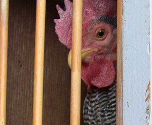 photo of a chicken through cage bars