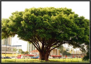 photo of tree with many trunks