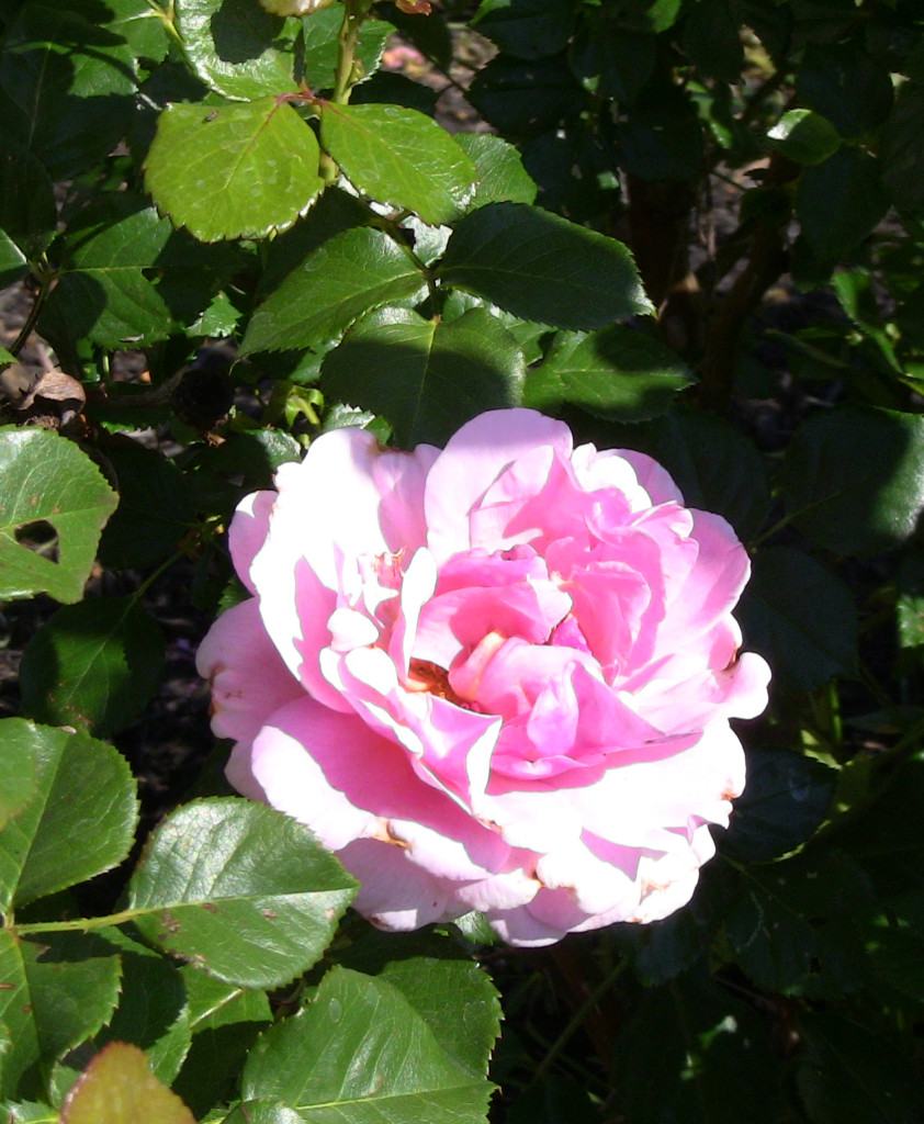 Rose IMG_2143