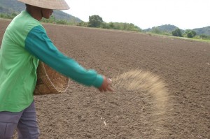 photo of Asian farmer sowing rice seeds