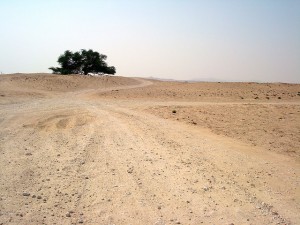 photo of a tree surrounded by desert