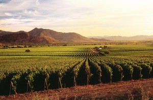 photo of Vina Caliterra with mountains behind