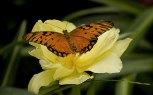 photo of an orange butterfly on a yellow flower