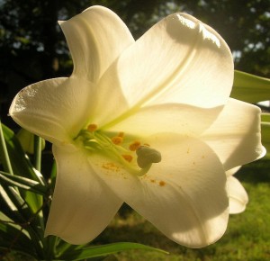 photo close-up of an Easter lilly