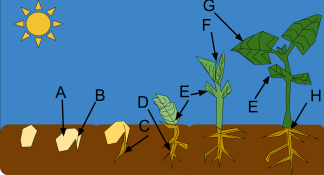 diagram of seed growing