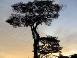 photo of tree at sunrise