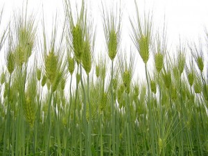 photo of unripened (green) wheat