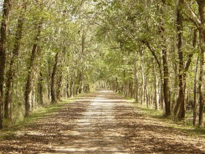 photo of a sunlit lane with trees arching over